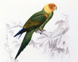 Ornithologie: Carolina-Papagei. (Psittacus carolinensis)