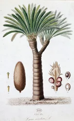 Palme Cycas Revoluta - Botanische Tafel