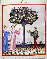 Zitronenpflücken, Frucht des Zitronenbaums. Illumination aus der Milchwirtschaft der Medizin und Diätetik „Tacuinum sanitatis“