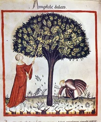 Süße Mandeln pflücken. Illumination aus der Milchwirtschaft und Diätetik „Tacuinum sanitatis“