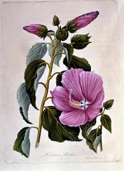 Rosa Hibiskus. Botanische Tafel. Gravur.