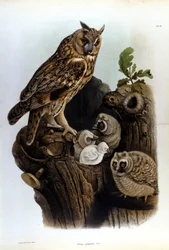 Teller mit Darstellung einer Eulenfamilie in der Nähe des Nestes