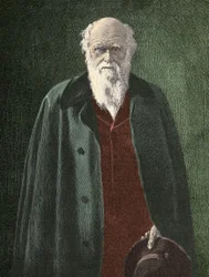 Porträt von Charles Darwin (1809 - 1882)