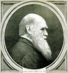 Porträt von Charles Darwin (1809 - 1882)