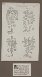Gedruckte Seite 1217 aus 