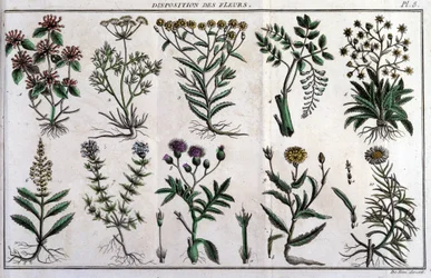 Vorräte von Blumen: in „Flora Françoise, oder eine kurze Beschreibung aller Pflanzen, die natürlich in Frankreich wachsen, geordnet nach einer neuen Analysemethode, an die wir die Angabe ihrer am wenigsten zweideutigen Tugenden in der Medizin und ihrer Nüt