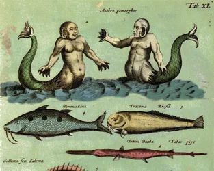 Darstellung einer Sirene und eines Tritons, einer fantastischen Meereskreatur, beschrieben in einem Zoologie-Atlas. Detail. 17. Jahrhundert