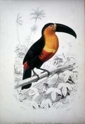 Darstellung eines Tukan, Vogel aus Südamerika. Gravur aus dem 19. Jahrhundert.