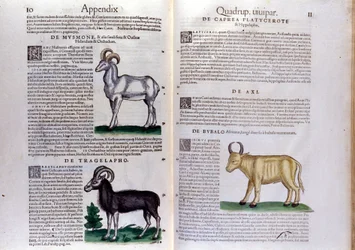 Darstellung von Schafen, Büffeln... - in Historia Animalium von Conrad Gesner (1516 - 1565), Tiguri