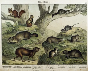Nagetiere: Eichhörnchen... - in „Naturgeschichten der Säugetiere“, ed. Schreiber