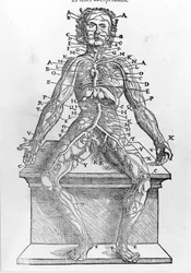 Schnitt eines menschlichen Körpers aus W. H. Ryffs Anatomische Beschreibung aller Teile des menschlichen Körpers, gedruckt in Paris im Jahr 1545