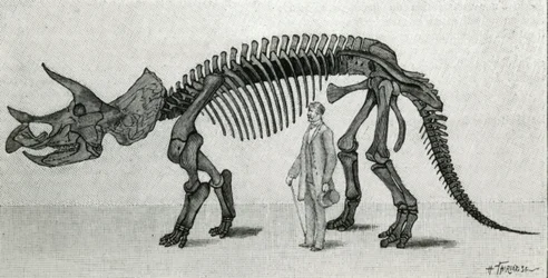 Skelett eines Triceratops prorsus