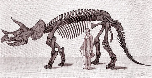 Skelett eines Triceratops prorsus
