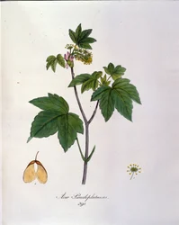 Zweig des Bergahorns. Botanische Tafel aus einem Herbarium aus dem frühen 19. Jahrhundert