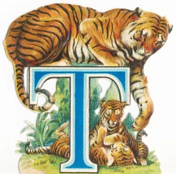 T: Tiger