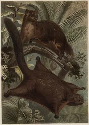 Taguan (Flughörnchen) - Gravur aus „Brehms Tierleben“ von Alfred Edmund Brehm