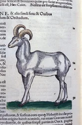 Der Steinbock in Historia Animalium von Conrad Gesner (1516 - 1565), Tiguri