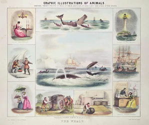 Der Wal, aus Grafische Illustrationen von Tieren, entworfen und graviert von W. Hawkins, veröffentlicht von Thomas Varty