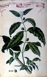 Der Kaffeebaum. Herbarium des 19. Jahrhunderts