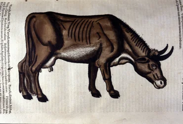 Die Kuh nach der Historia Animalium von Konrad Gesner, Tiguri