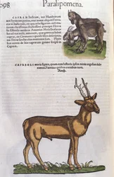 Der Hirsch in Historia Animalium von Conrad Gesner (1516 - 1565), Tiguri