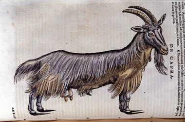 Die Ziege nach Historiae animalium von Konrad Gesner