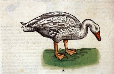 Die Gans nach der Historia Animalium von Conrad Gesner, Tiguri 1560. Biblioteca nazionale Braidense. Mailand