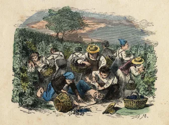 Die Ernte. Illustration des 19. Jahrhunderts. Bianchetti Sammlung