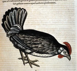 Das Huhn nach der Historia Animalium von Conrad Gesner, Tiguri 1560. Biblioteca nazionale Braidense. Mailand