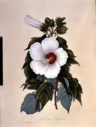 Der Hibiskus. Botanische Tafel.