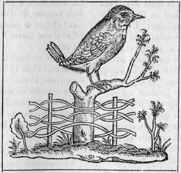 Der König. (Nach Pierre Belon)