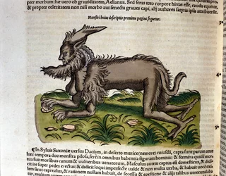 Der Manticore aus der Historia Animalium von Conrad Gesner, Tiguri 1560. Biblioteca nazionale Braidense. Mailand