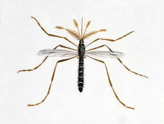 Die Mücke. Naturgeschichtstafel. 19. Jahrhundert