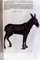 Der Meeräsche nach Historiae animalium von Konrad Gesner, Tiguri
