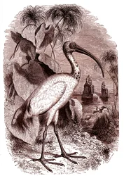 Der heilige Ibis der Ägypter