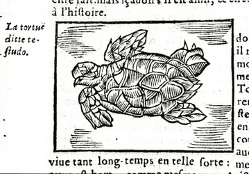 Die Meeresschildkröte, nach dem Traktat von Gerolamo Cardano (Cardanus Hieronymus) (Cardan) „De la subtilité“, gedruckt in Rouen 1642