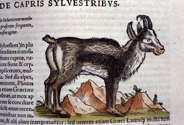 Die Wildziege nach Historiae animalium von Konrad Gesner