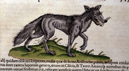 Der Wolf nach der Historia Animalium von Conrad Gesner, Tiguri 1560. Biblioteca Nazionale Braidense. Mailand