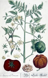 Tomate, botanische Tafel