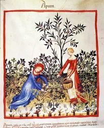 Zwei Frauen pflücken Petersilie. Illustration aus dem Tacuinum sanitatis