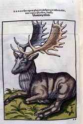Ein Rentier (Cervidae) in Historia Animalium von Conrad Gesner (1516 - 1565), Tiguri