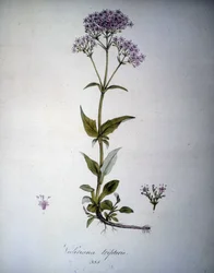 Valeriana mauve oder Valeriana tripteris. Herbarium des 19. Jahrhunderts.