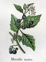 Giftige botanische Pflanzen: Schwarzer Nachtschatten. Stich in „Die natürliche Heilmethode“ von Friedrich Eduard Bilz (1842-1922)