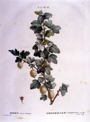 Weiße Johannisbeere oder Makrele: botanische Tafel aus dem 19. Jahrhundert