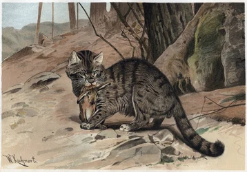 Wildkatze - Die Wildkatze (Felis silvestris) - Gravur aus „Brehms Tierleben“ von Alfred Edmund Brehm (1829-1884)