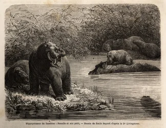 Zambesi-Flusspferd: Weibchen und ihr Junges erfrischen sich im Fluss. Gravur zur Illustration von Dr. Livingstones ersten Reisen nach Südafrika von 1840 bis 1856, in „Le tour du monde, nouveau journal des voyages“ veröffentlicht unter der Leitung von Edoua