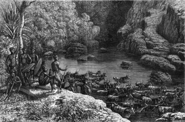 Zululand in Afrika: Da der Wald nicht die notwendigen Ressourcen bietet, ist der Zulu-Stamm gezwungen, in die Ebenen hinabzusteigen, wo sie Landwirtschaft betreiben und Vieh züchten. Gravur in "La Nature"