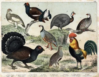 a: Alpenschneehuhn (Lagopus mutus), b: Birkhuhn (Tetrao tetrix), c: Auerhuhn (Urogallus vulgaris), d: Aschgraue Rebhuhn (Partrix cinerea), e: Rothuhn (Caccabis rubra), f: Bartavelle (Caccabis saxatis), g: Perlhuhn (Numida meleagris), h: Hahn