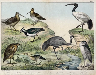 a: Nachtreiher (Nycticorax nycticorax), b: Zwergdommel (Ixobrychus minutus), c: Rohrdommel (Botaurus stellaris), d: Graukranich (Grus grus), e: Heiliger Ibis (Threskiornis aethiopicus), f: Waldschnepfe (Scolopax rusticola), g: Bekassine (Gallinago), h: Kie