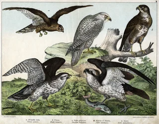 a: Adler oder Königsbussard, b: Düse, c: Fischadler, d: Islandfalke, e: Habicht - in „Naturgeschichte der Vögel“, ed. Hoepli, Mailand
